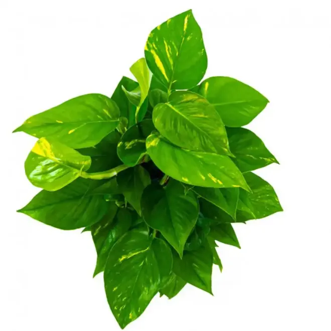 Comprar Pothus Tutor en Barcelona | Plantas de Interior