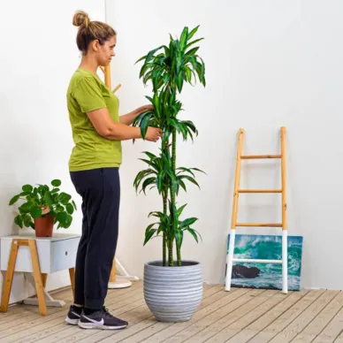 Comprar Dracaena Hawai en Barcelona | Plantas de Interior