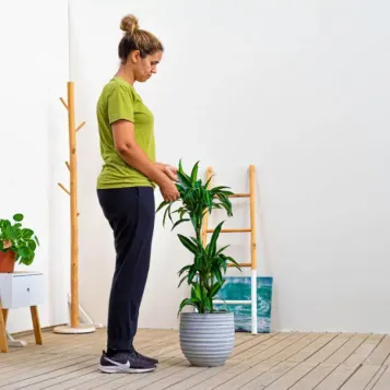 Comprar Dracaena Hawai en Barcelona | Plantas de Interior