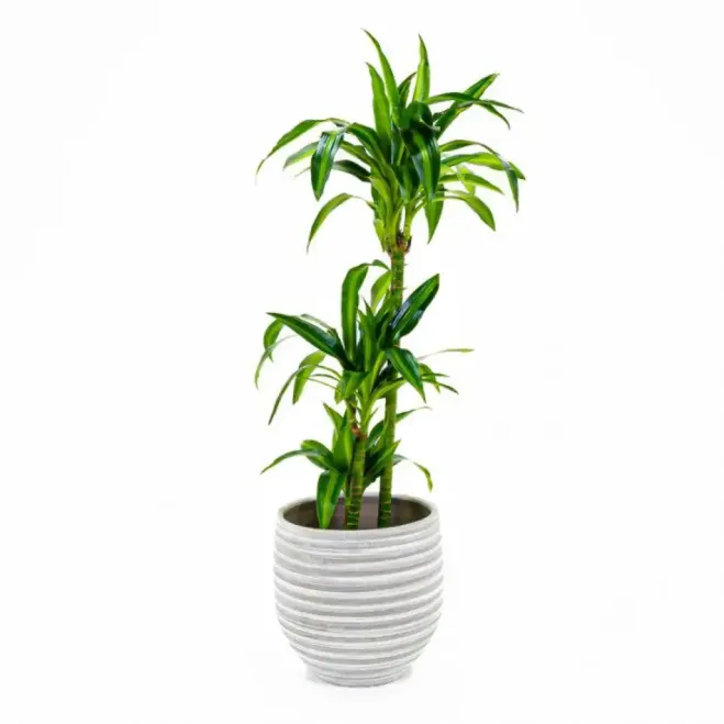 Comprar Dracaena Hawai en Barcelona | Plantas de Interior