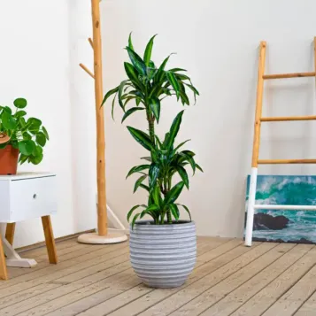 Comprar Dracaena Hawai en Barcelona | Plantas de Interior