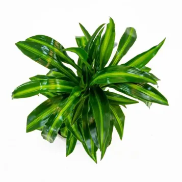 Comprar Dracaena Hawai en Barcelona | Plantas de Interior