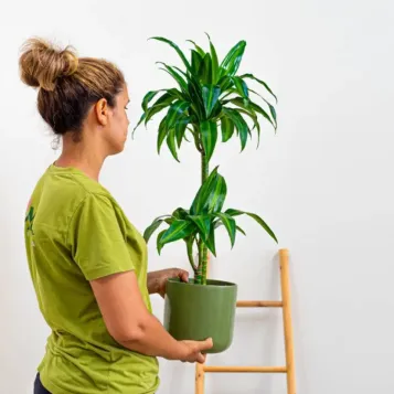 Comprar Dracaena Hawai en Barcelona | Plantas de Interior