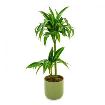 Comprar Dracaena Hawai en Barcelona | Plantas de Interior