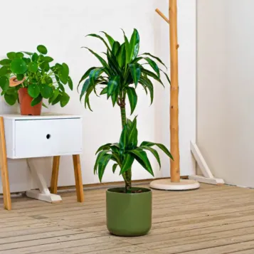 Comprar Dracaena Hawai en Barcelona | Plantas de Interior