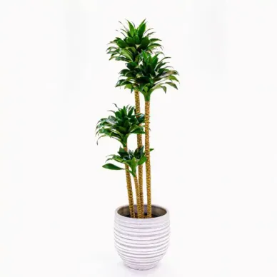 Comprar Dracaena Compacta en Barcelona | Plantas de Interior