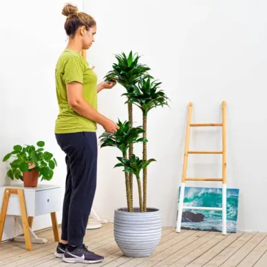Comprar Dracaena Compacta en Barcelona | Plantas de Interior 2