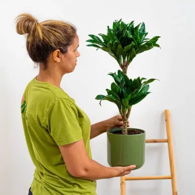 Comprar Dracaena Compacta en Barcelona | Plantas de Interior 2