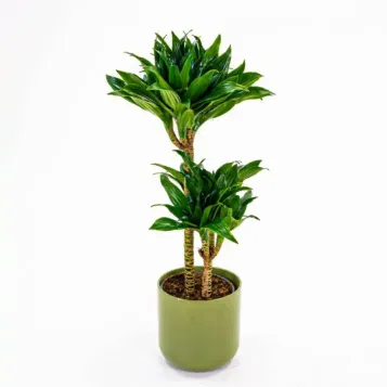 Compra Dracaena Compacta a Barcelona | Plantes d'Interior