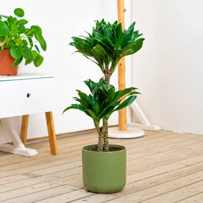 Compra Dracaena Compacta a Barcelona | Plantes d'Interior