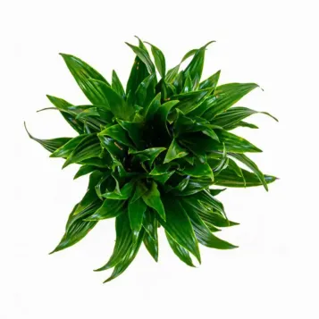 Compra Dracaena Compacta a Barcelona | Plantes d'Interior