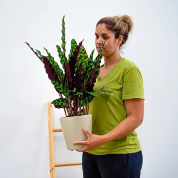 Compra Calathea a Barcelona | Plantes d'Interior