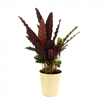 Compra Calathea a Barcelona | Plantes d'Interior
