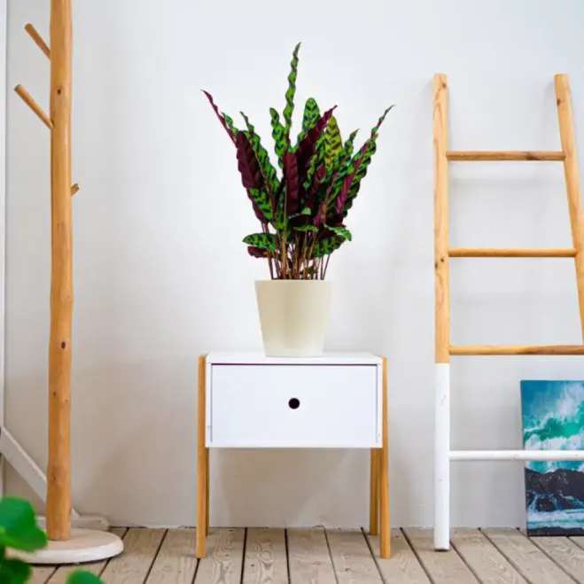 Compra Calathea a Barcelona | Plantes d'Interior
