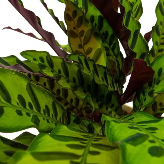 Compra Calathea a Barcelona | Plantes d'Interior