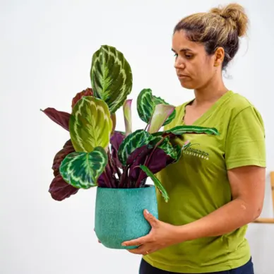 Comprar Calathea en Barcelona | Plantas de Interior 2