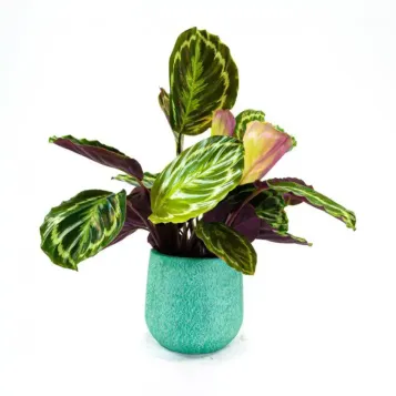 Comprar Calathea en Barcelona | Plantas de Interior