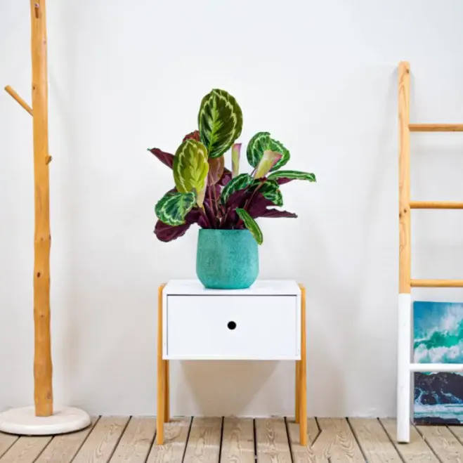 Compra Calathea a Barcelona | Plantes d'Interior