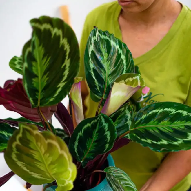 Compra Calathea a Barcelona | Plantes d'Interior