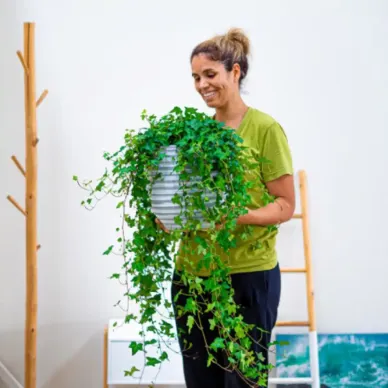 Compra Heura Penjant a Barcelona | Plantes d'Interior