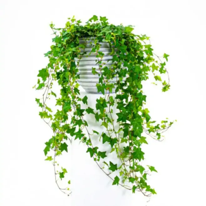 Comprar Hiedras Colgar en Barcelona | Plantas de Interior