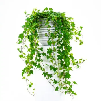 Compra Heura Penjant a Barcelona | Plantes d'Interior