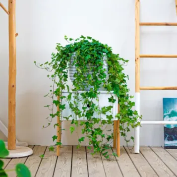 Comprar Hiedras Colgar en Barcelona | Plantas de Interior