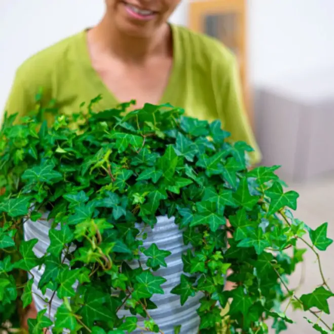 Comprar Hiedras Colgar en Barcelona | Plantas de Interior