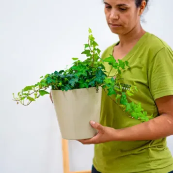 Comprar Hiedras Colgar en Barcelona | Plantas de Interior