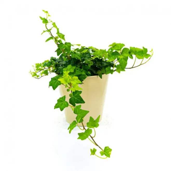 Compra Heura Penjant a Barcelona | Plantes d'Interior