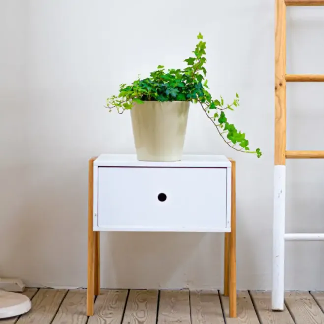 Comprar Hiedras Colgar en Barcelona | Plantas de Interior