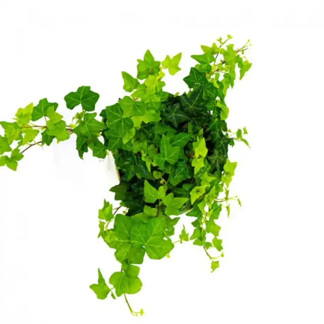 Compra Heura Penjant a Barcelona | Plantes d'Interior