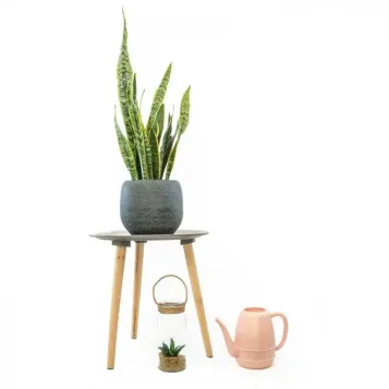 Comprar Sanseviera en Barcelona | Plantas de Interior