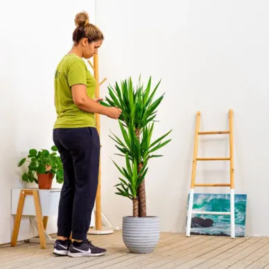 Compra Yucca a Barcelona | Plantes d'Interior 2