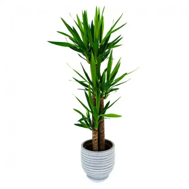 Compra Yucca a Barcelona | Plantes d'Interior