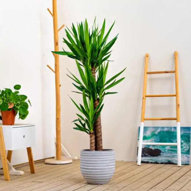 Compra Yucca a Barcelona | Plantes d'Interior