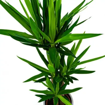 Compra Yucca a Barcelona | Plantes d'Interior