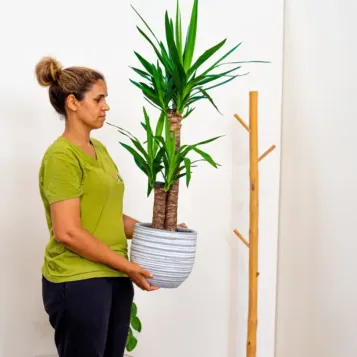 Comprar Yucca en Barcelona | Plantas de Interior