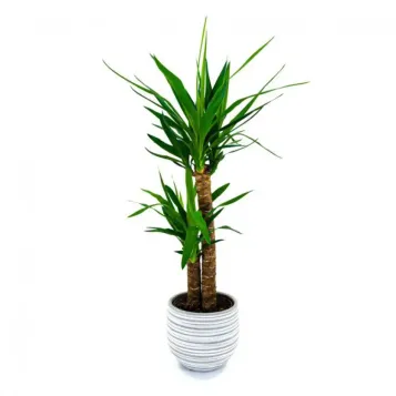 Comprar Yucca en Barcelona | Plantas de Interior