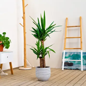 Comprar Yucca en Barcelona | Plantas de Interior