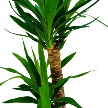 Comprar Yucca en Barcelona | Plantas de Interior