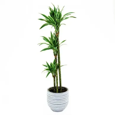 Comprar Dracaena Lemon en Barcelona | Plantas de Interior