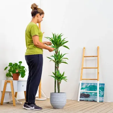 Compra Dracaena Lemon a Barcelona | Plantes d'Interior 2