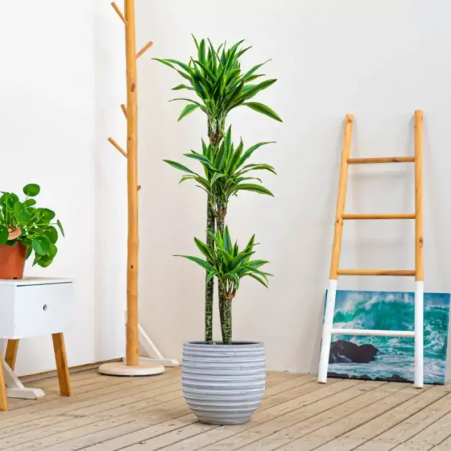 Comprar Dracaena Lemon en Barcelona | Plantas de Interior