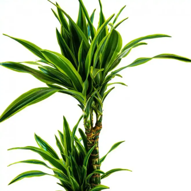 Comprar Dracaena Lemon en Barcelona | Plantas de Interior