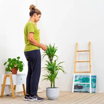 Comprar Dracaena Lemon en Barcelona | Plantas de Interior