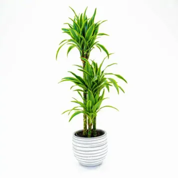Comprar Dracaena Lemon en Barcelona | Plantas de Interior