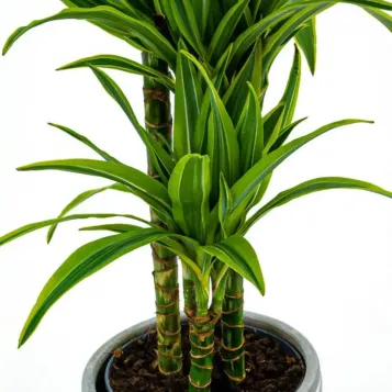 Comprar Dracaena Lemon en Barcelona | Plantas de Interior
