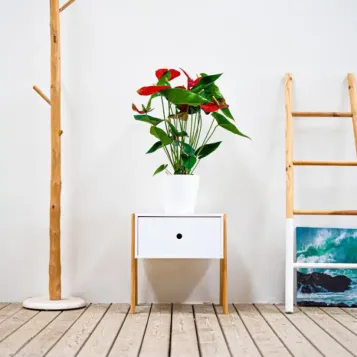 Compra Anthurium en Barcelona | Plantas de Interior