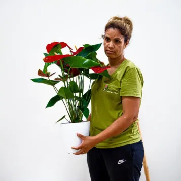 Compra Anthurium en Barcelona | Plantas de Interior